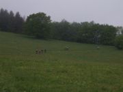 DSCF2447