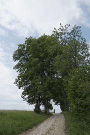 2011_06_02_-_12_16_34 Frankensturm Sachsenmuehle