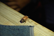 DSCF8214_20150515-21-44-39
