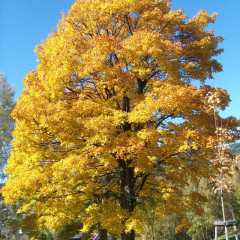 baum