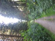Eifel_Nationalpark 060