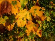 DSCN0445