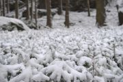 2010_11_27_-_15_13_08_Elbsandsteingebirge