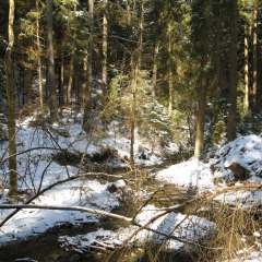 Harra_Saalfeld_20080324_01