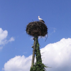 Oburg_F_rstenberg_32