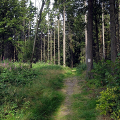 Rennsteig_00