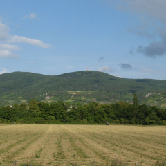 Wiener_Wald_01