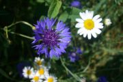 CIMG0217