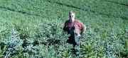 plantage