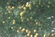 CIMG0516